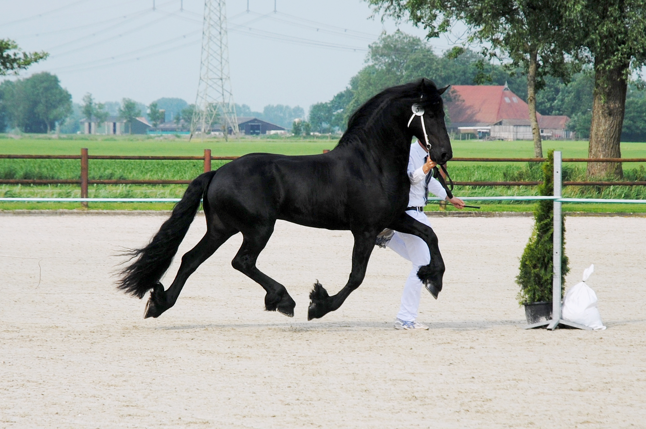 VB Ster hengstenkeuring