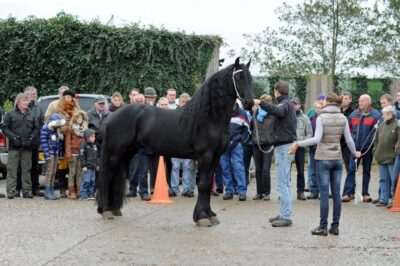 Clinic Fokdag Blauwhuis