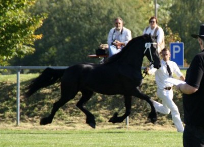 Vimke van den Meyerhofen